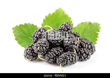 Il Mulberry berry con foglie isolati su sfondo bianco Foto Stock