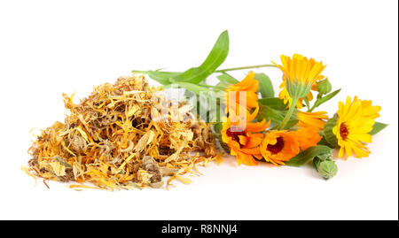 Freschi e Secchi fiori di calendula isolati su sfondo bianco. Tagete Foto Stock