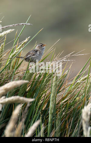 Regno Unito, Isole Falkland, West Falklands, Isola di carcassa. Endemica erba Falkland Wren (Cistothorus platensis falklandicus) su tussock erba. Foto Stock