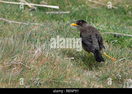 Regno Unito, Isole Falkland, West Falklands, Isola di carcassa. Tordo Falkland (Turdus falcklandii) Foto Stock