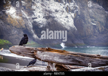 Cresce su pirched driftwood impilati fino di fronte alla spiaggia Foto Stock