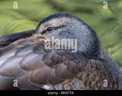 Chiusura del Germano Reale femmina Foto Stock