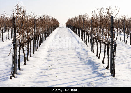 Una fila di vigneti in un vigneto scomparendo off all'orizzonte in un paesaggio innevato in Austria Inferiore Foto Stock