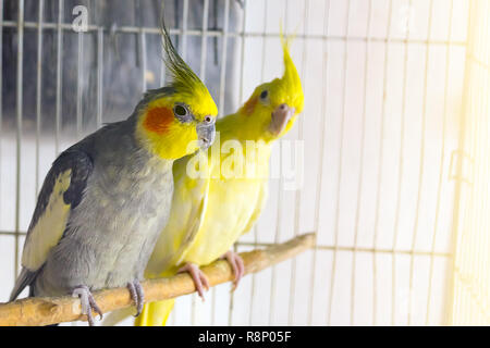 Il giallo e il nero pappagalli corella è seduta su una oscillazione in gabbia Foto Stock