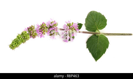 Menta fresca ha cantato con fiori isolati su sfondo bianco Foto Stock