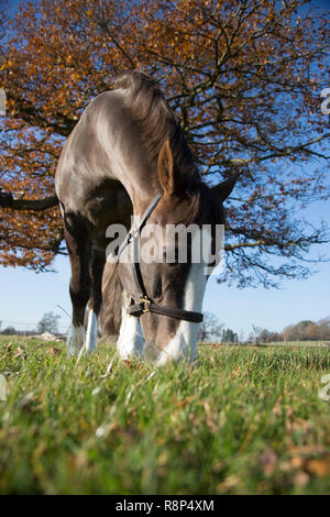 In prossimità di una faccia di cavalli da un basso angolo, guardando il cavallo dal livello del suolo che mostra il cielo blu e l'erba verde su una bella giornata. Foto Stock