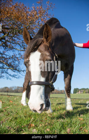 In prossimità di una faccia di cavalli da un basso angolo, guardando il cavallo dal livello del suolo che mostra il cielo blu e l'erba verde su una bella giornata. Foto Stock