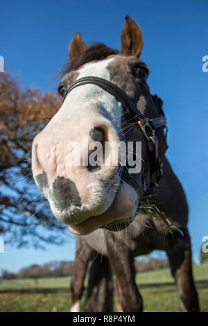 In prossimità di una faccia di cavalli da un basso angolo, guardando il cavallo dal livello del suolo che mostra il cielo blu e l'erba verde su una bella giornata. Foto Stock