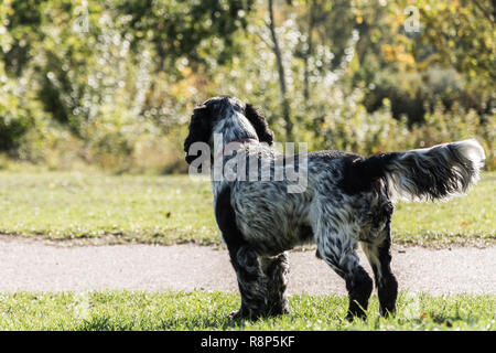 Un bianco e nero English Springer Spaniel Foto Stock
