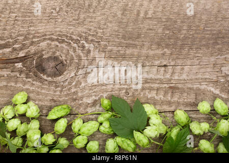 Fresco verde coni di luppolo sul vecchio sfondo di legno. Ingrediente per la produzione della birra. Vista da sopra con copia spazio per il testo Foto Stock