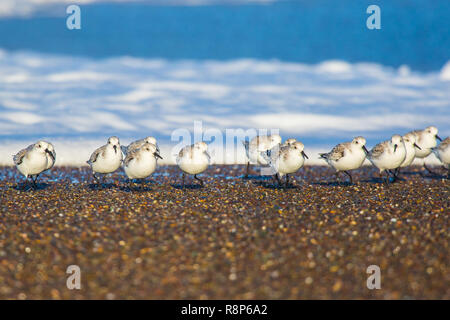 Sanderlings ( Calidris alba ) rovistando lungo il litorale a Pietra di luna beach Cambria, CALIFORNIA, STATI UNITI D'AMERICA Foto Stock