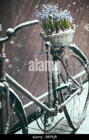 Vecchio rotto bicicletta vintage appoggiata sul recinto con cesto di fiori in primavera, Finlandia e Scandinavia Foto Stock