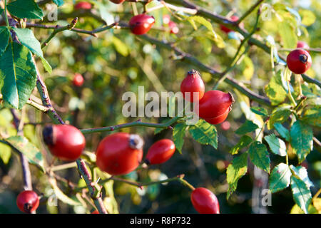 Close-up di un rosaio o albero con frutti di rosa canina e foglie verdi sotto il sole sole autunnale Foto Stock