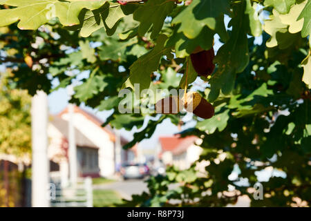 Dettaglio del acorn su albero di quercia tra foglie, edifici, su strada e la città di sfondo, soleggiata in estate o in autunno giorno Foto Stock