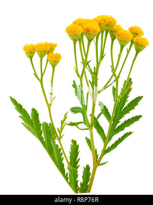 Tansy isolato su uno sfondo bianco. Erba medica Foto Stock