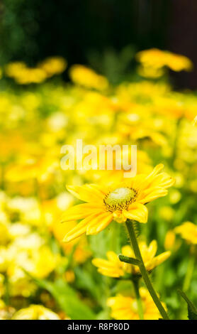 Close-up di giallo chrysanthemoides Euryops (bush Africano Daisy) Fiori d'estate. Foto Stock