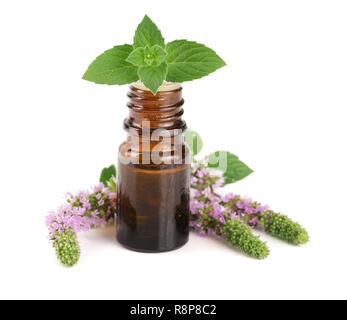 Bottiglia di olio di menta piperita e menta fresca isolati su sfondo bianco Foto Stock