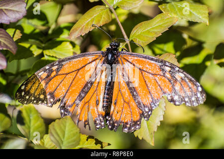 Farfalla monarca con gravemente danneggiato le ali in appoggio a cape caprifoglio pianta, Fremont, la baia di San Francisco, California Foto Stock