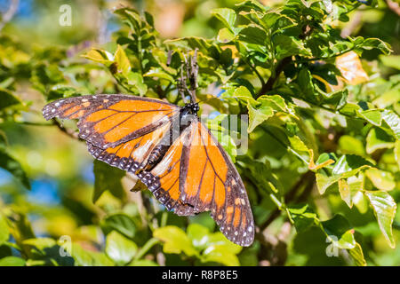Farfalla monarca con gravemente danneggiato le ali in appoggio a cape caprifoglio pianta, Fremont, la baia di San Francisco, California Foto Stock