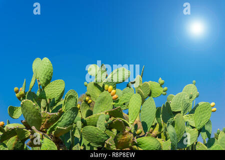 Close-up di una grande fioritura Cactus con pere giallo nella parte anteriore di un cielo blu e un sole splendente Foto Stock