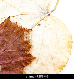 Foglie di autunno disposizione composizione - fawn chequers su giallo linden. Foto Stock