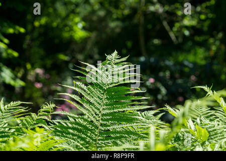 La luce del sole splende sul verde di felci in una foresta. Foto Stock