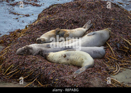Le foche dell'Elefante Settentrionale (Mirounga angustirostris) dormono su un letto di kelp a San Simeon, California, Stati Uniti Foto Stock