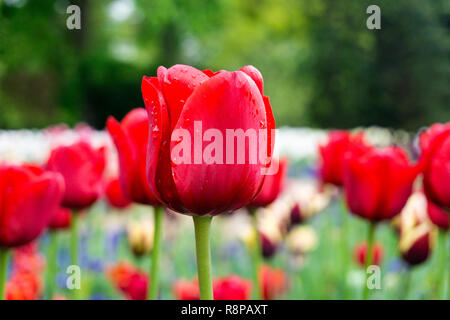 Close-up di bella tulipani rossi con gocce di rugiada su un campo. Foto Stock