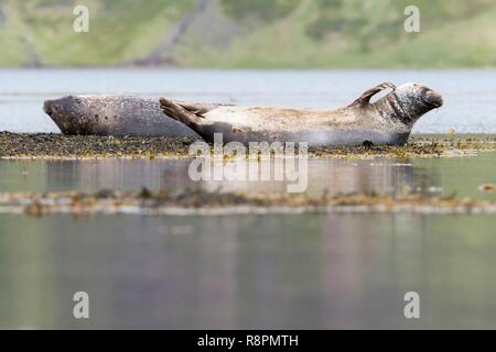 L'Islanda, Westfjords, Regione Vestfirdir, Reykjarfjordur, Djupavik, porto di tenuta (Phoca vitulina) Foto Stock