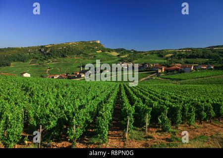 Francia, Saône et Loire, Solutre Pouilly, roccia di Solutre, vigneti (vite) di denominazione Pouilly Fuisse ai piedi della roccia Foto Stock