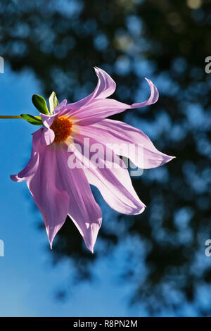 Fiore di fiori di lavanda della struttura a campana dalia - dahlia imperialis - , il blu e il cielo scuro , Foto Stock