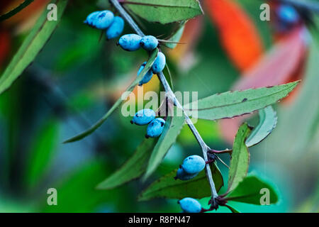 Fantastico il ramo di Crespino albero o berberis sanguinea , lunghe foglie verdi con spine di margini e piccolo blu scuro bacche Foto Stock