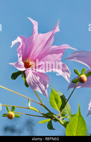 Fiore di fiori di lavanda della struttura a campana dalia - dahlia imperialis - , foglie verdi e blu cielo Foto Stock