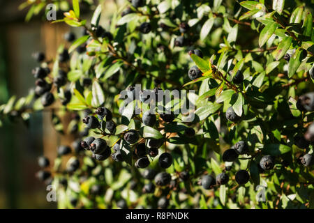 Fantastico il ramo di mirto con blu-nero , frutta-Myrtus communis - luce e ombre Foto Stock