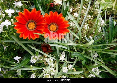 Orange Gazania lo spuntar del giorno e bianco Lobelia e Alyssum fiori Foto Stock