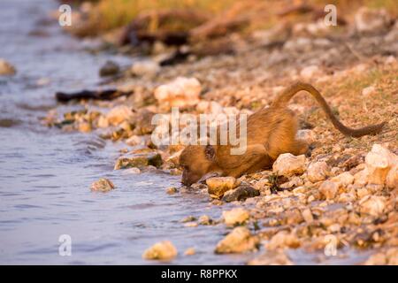 Bostwana, Chobe National Park - Chobe River, Chacma Baboon (Papio ursinus), bere l'acqua del fiume Foto Stock