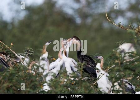 Etiopia, Rift Valley, il lago Ziway, African darter (Anhinga rufa), , alimentazione adulto youngs al nido Foto Stock