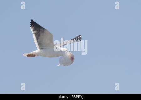 Messico, Baja California Sur, Golfo di California (noto anche come il mare di Cortez o Mare di Cortés, Loreto Loreto Bay National Marine Park, giallo-footed gull ( Larus vivacizza), in volo con un sacchetto di plastica nel becco, resti di rifiuti alimentari Foto Stock