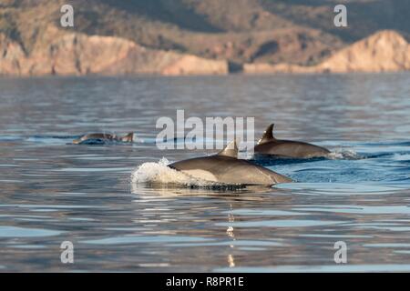 Messico, Baja California Sur, Golfo di California (noto anche come il mare di Cortez o Mare di Cortés, Loreto Loreto Bay National Marine Park a breve becco delfino comune (Delphinus delphis) Foto Stock