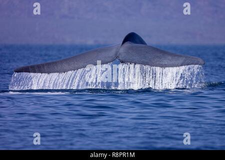 Messico, Baja California Sur, Golfo di California (noto anche come il mare di Cortez o Mare di Cortés, Loreto Loreto Bay National Marine Park, balena blu (Balaenoptera musculus), la coda di un adulto Foto Stock