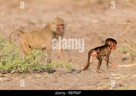 Etiopia, Rift Valley, inondato, Hamadryas baboon (Papio hamadryas), la madre e il bambino Foto Stock