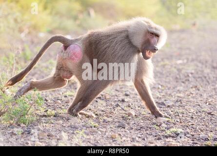 Etiopia, Rift Valley, inondato, Hamadryas baboon (Papio hamadryas), maschio dominante Foto Stock