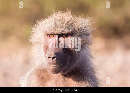 Etiopia, Rift Valley, inondato, Hamadryas baboon (Papio hamadryas), femmina adulta Foto Stock