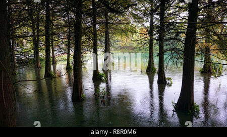 Cipressi su un piccolo lago meridionale. Foto Stock