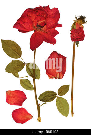 Collezione di Rose essiccati per scrapbooking design. Isolato su bianco Foto Stock