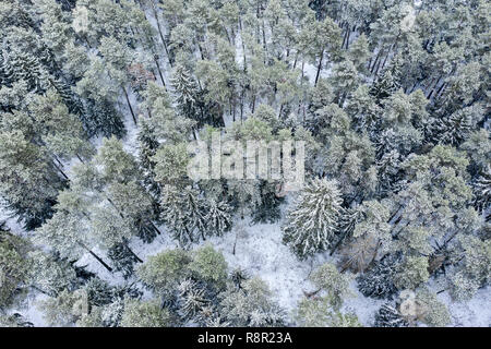 Vista aerea di alberi coperti di neve in inverno forest dopo la nevicata Foto Stock