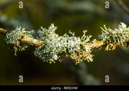 Il Lichen Evernia prunastri o muschio di quercia, qui su un ramo di quercia. Foto Stock