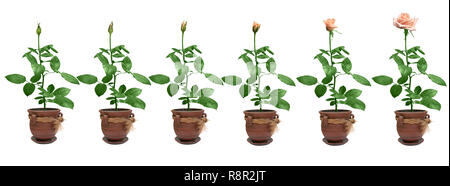 Processo di fioritura di una rosa Foto Stock