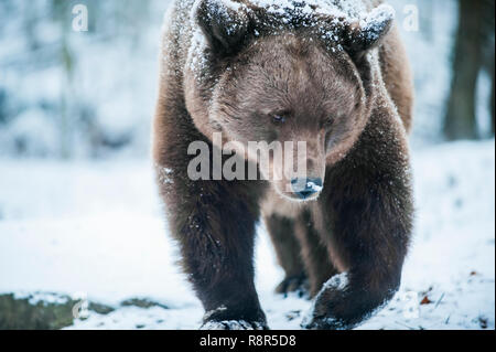 Ritratto di orso bruno in inverno la natura. Foto Stock