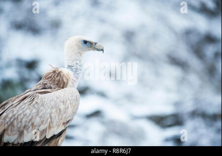 Testa di avvoltoio su terreni innevati sfondo sfocato. Ritratto d'inverno. Foto Stock